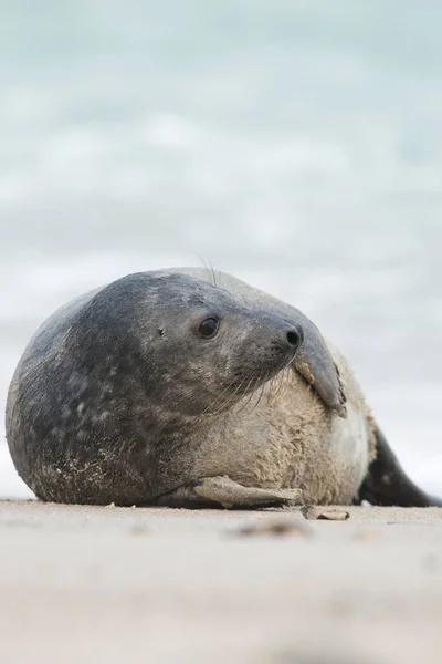 Genç Gri Fok Halichoerus Grypus Sahilde Heligoland Schleswig Holstein Almanya — Stok fotoğraf