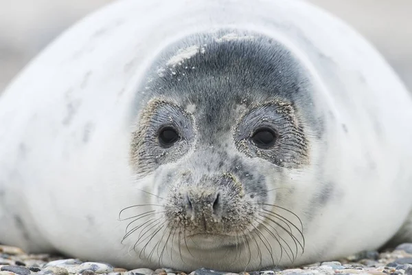 若い灰色のシール Halichoerus Grypus 肖像画 Heligoland Schleswig Holstein ドイツ ヨーロッパ — ストック写真