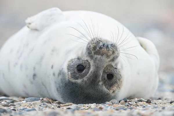 Young Grey Seal Halichoerus Grypus Ξαπλωμένη Στην Πλάτη Heligoland Schleswig — Φωτογραφία Αρχείου