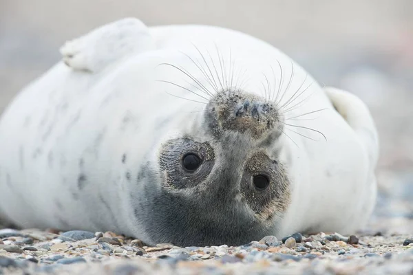 Joven Foca Gris Halichoerus Grypus Acostada Espalda Heligoland Schleswig Holstein — Foto de Stock