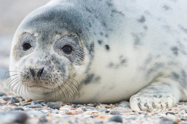 年轻灰海豹 Halichoerus Grypus Heligoland Schleswig Holstein — 图库照片