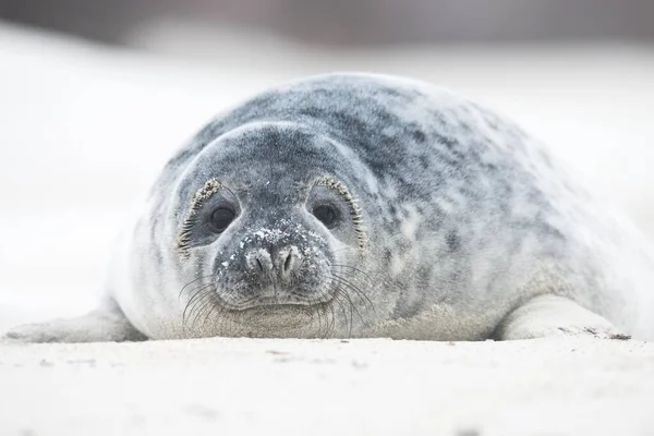 Genç Gri Fok Halichoerus Grypus Heligoland Holstein Almanya Avrupa — Stok fotoğraf