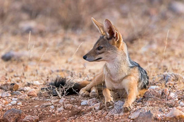 Black Backed Jackal Canis Mesomelas Sitting Attentively Samburu National Reserve — Stock Photo, Image