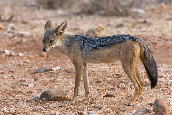 Sciacallo Dalla Schiena Nera Canis Mesomelas Riserva Nazionale Samburu Kenya — Foto Stock