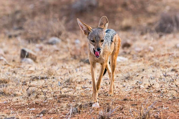Chacal Respaldado Canis Mesomelas Reserva Nacional Samburu Kenia África — Foto de Stock