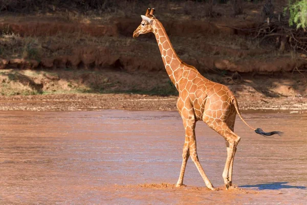 Περιορισμένη Καμηλοπάρδαλη Giraffa Reticulata Camelopardalis Που Διασχίζει Τον Ποταμό Samburu — Φωτογραφία Αρχείου