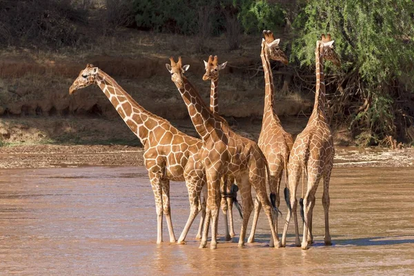 Жирафи Giraffa Reticulata Camelopardalis Група Стоїть Річці Національний Заповідник Самбуру — стокове фото