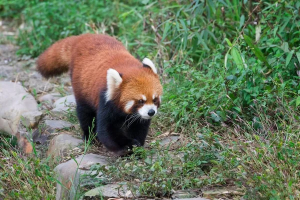 Roter Panda Ailurus Fulgens Provinz Sichuan China Asien — Stockfoto