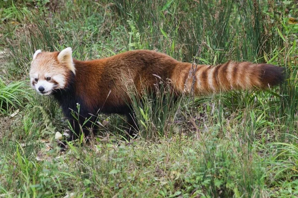Röd Panda Ailurus Fulgens Sichuanprovinsen Kina Asien — Stockfoto
