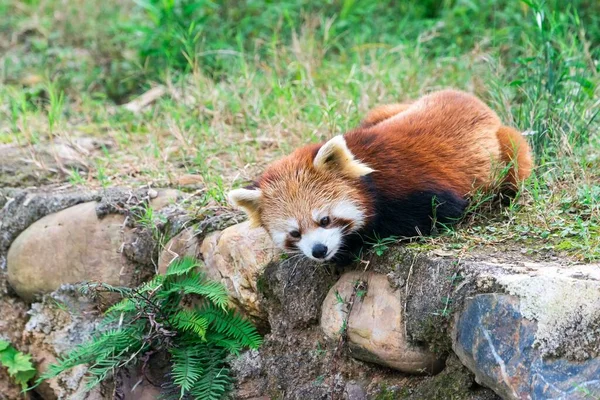 Roter Panda Ailurus Fulgens Provinz Sichuan China Asien — Stockfoto