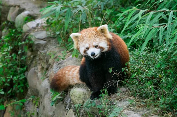 Roter Panda Ailurus Fulgens Provinz Sichuan China Asien — Stockfoto