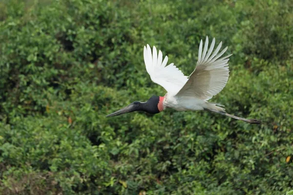 Jabiru Mycteria Jabiru Locie Pantanal Mato Grosso Brazylia Ameryka Południowa — Zdjęcie stockowe