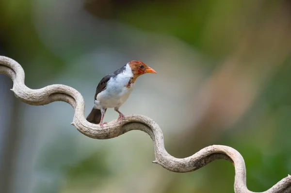 Cardinale Dal Becco Giallo Paroaria Capitata Maschio Pantanal Mato Grosso — Foto Stock