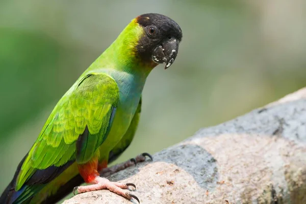 Parakeet Nanday Parakeet Aratinga Nenday Pantanal Mato Grosso Brazil South — стокове фото