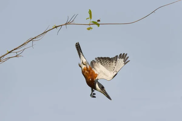 Ringad Kungsfiskare Megaceryle Torquata Svep Flygning Pantanal Mato Grosso Brasilien — Stockfoto