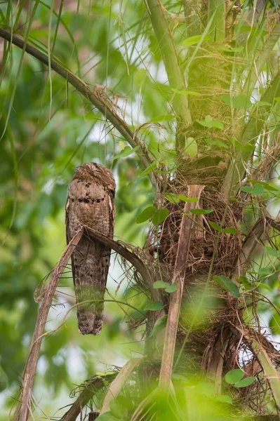 Graue Potoo Nyctibius Griseus Schlafend Einer Palme Pantanal Mato Grosso — Stockfoto