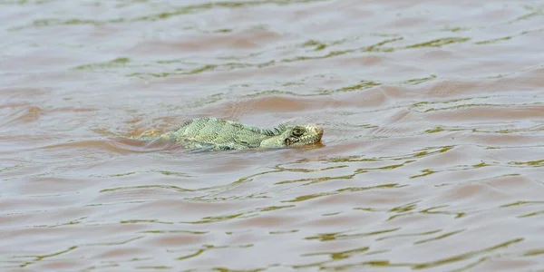 Grüner Leguan Leguan Iguana Schwimmen Wasser Pantanal Brasilien Südamerika — Stockfoto