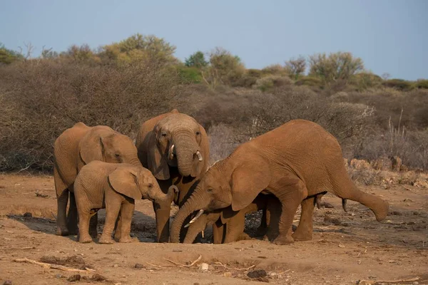 Afrika Fili Loxodonta Africana Bir Birikintisinde Içen Sürü Madikwe Oyun — Stok fotoğraf