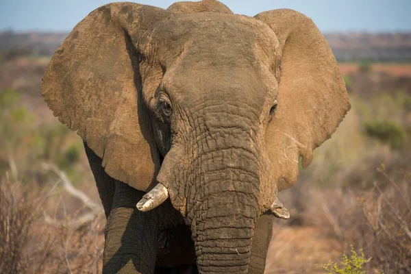 Elefante Africano Loxodonta Africana Madikwe Game Reserve Nord Ovest Sud — Foto Stock