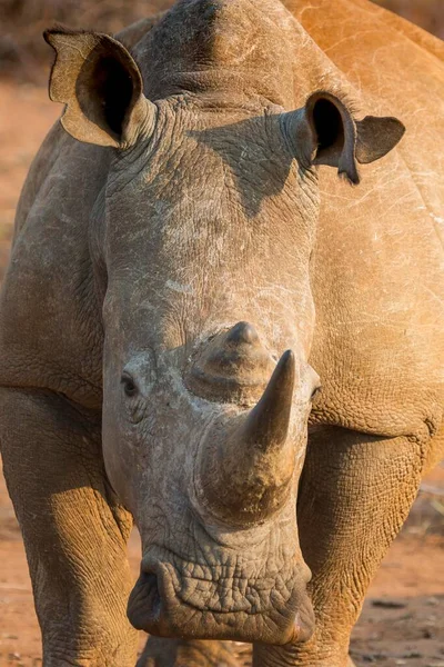 White Rhinoceros Ceratotherium Simum Porter Madikwe Game Reserve North West — стокове фото