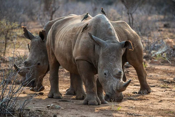 White Rhino Ceratotherium Simum Red Billed Hackers Buphagus Erythrorhynchus Back — Stock Photo, Image