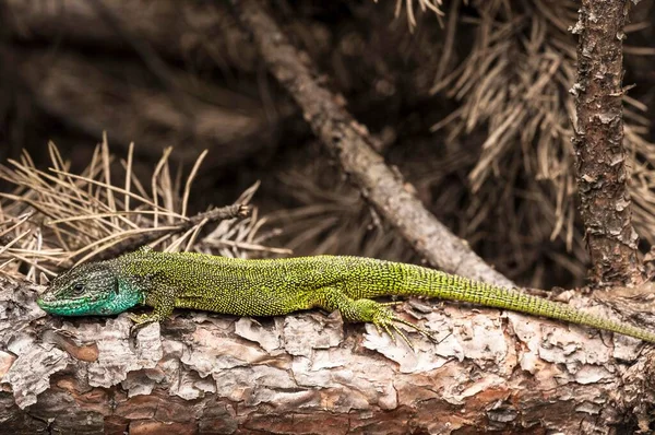 Ještěrka Zelená Lacerta Viridis Pes Braniborsko Německo Evropa — Stock fotografie