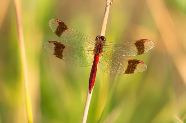 Dard Ailes Jaunes Sympetrum Flaveolum Sur Tige Rivière Spree Brandebourg — Photo