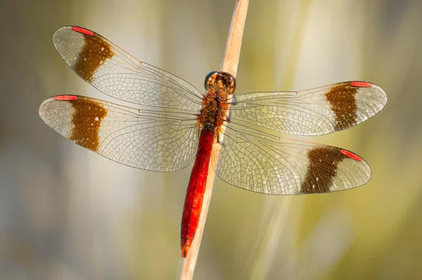 Sárga Szárnyú Darter Sympetrum Flaveolum Száron Spree Folyó Brandenburg Németország — Stock Fotó