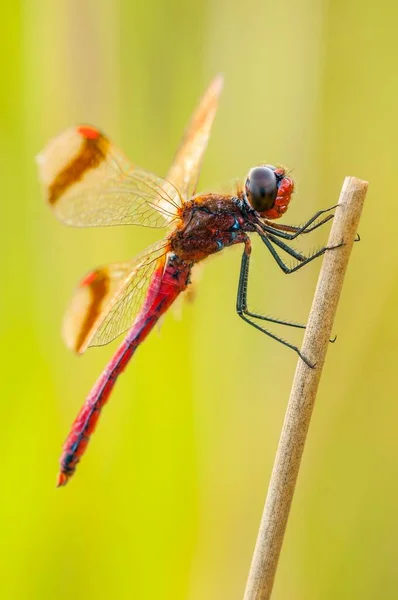 Βελάκι Κίτρινα Φτερά Sympetrum Flaveolum Στο Στέλεχος River Spree Βρανδεμβούργο — Φωτογραφία Αρχείου