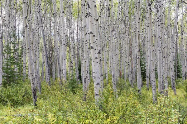 Aspen Populus Tremula Floresta Parque Nacional Jasper Patrimônio Mundial Unesco — Fotografia de Stock