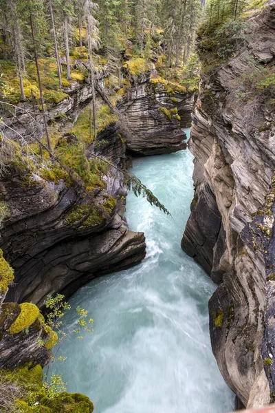 Rzeka Athabasca Park Narodowy Jasper Prowincja Alberta Kanada Ameryka Północna — Zdjęcie stockowe