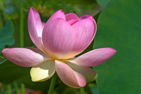 Lotus Indien Également Lotus Sacré Haricot Inde Nelumbo Nucifera — Photo