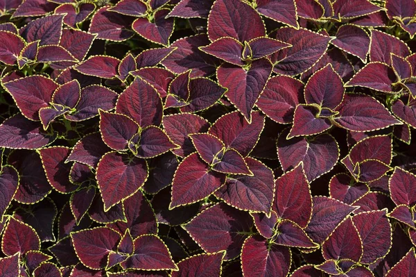 Coleus Solenostemon Scutellarioides Bavaria Germany Europe — 스톡 사진