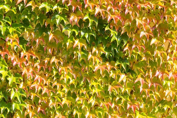 Woodbine Parthenocissus Tricuspidata Couleurs Automnales Fondu Allemagne Europe — Photo