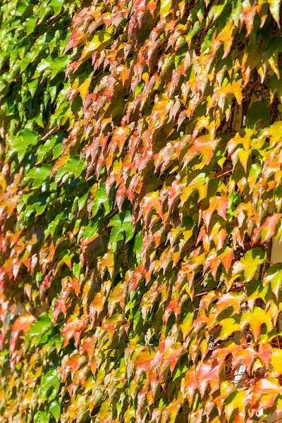 Woodbine Parthenocissus Tricuspidata Colores Otoñales Faade Alemania Europa —  Fotos de Stock