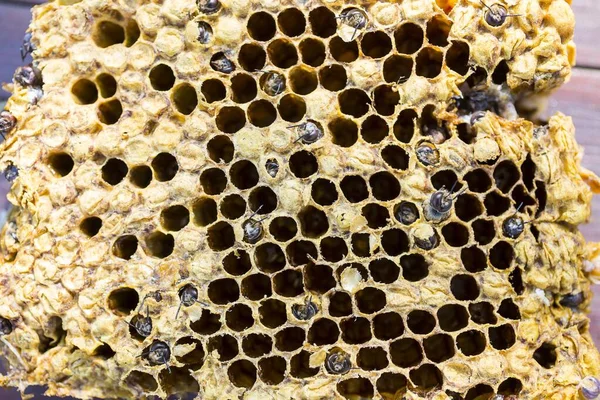 Europejskie Pszczoły Miodne Apis Mellifera Drony Wylęgowe Grzebienia Czerwia — Zdjęcie stockowe