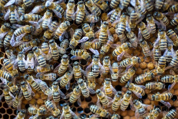 Europejskie Pszczoły Miodne Apis Mellifera Uszczelniające Plaster Czerwia — Zdjęcie stockowe