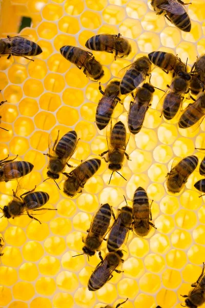 Europejskie Pszczoły Miodne Apis Mellifera Plastrze Miodu Ulu — Zdjęcie stockowe
