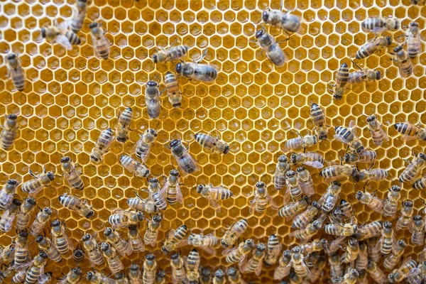 Europejskie Pszczoły Miodne Apis Mellifera Plastrze Miodu Ulu Królowa Środku — Zdjęcie stockowe