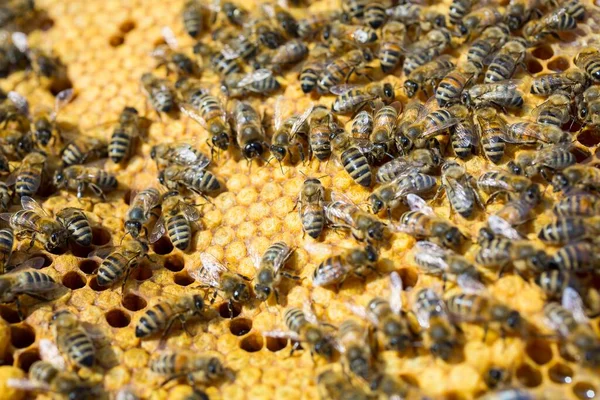 Europejskie Pszczoły Miodne Apis Mellifera Uszczelniające Plaster Czerwia — Zdjęcie stockowe