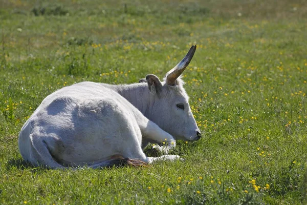 Hungarian Grey Cattle Bos Primigenius Taurus Pasture Hungary Europe — Stock Photo, Image