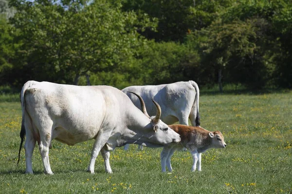 Maďarský Šedý Skot Bos Primigenius Taurus Kráva Telaty Pastvinách Maďarsko — Stock fotografie