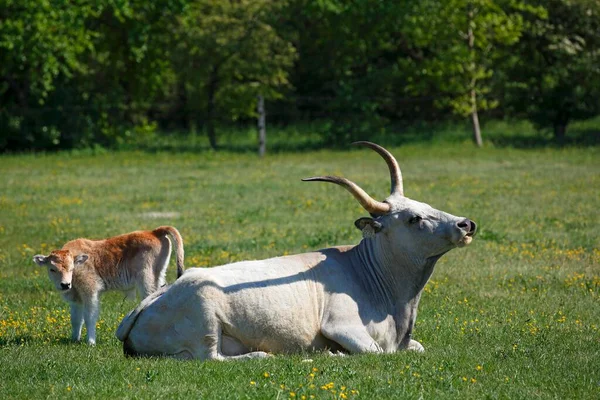 Ungerska Grå Nötkreatur Bos Primigenigeni Taurus Med Kalv Betesmark Ungern — Stockfoto