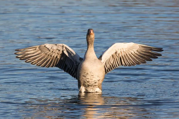 Greylag Liba Anser Anser Vízben Kinyújtott Szárnyak Első Lövés Hesse — Stock Fotó