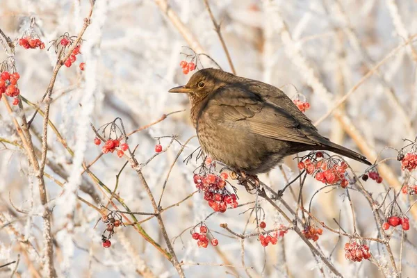 Blackbird Turdus Merula Female Sitting Mountain Ash Pyrus Aucuparia Twig — Stock Photo, Image