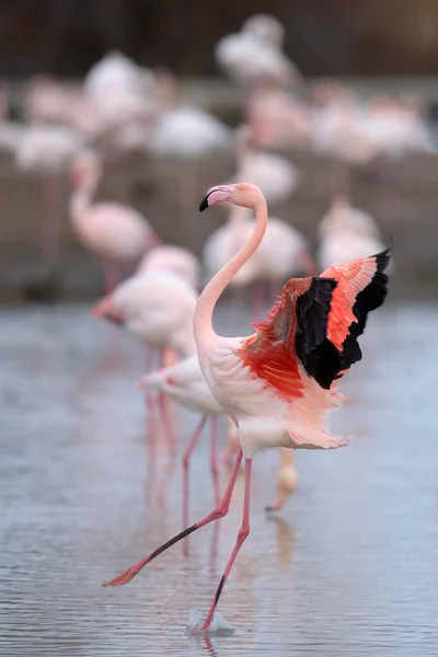 Большой Фламинго Phoenicopterus Roseus Посадка Группа Камарг Южная Франция Франция — стоковое фото