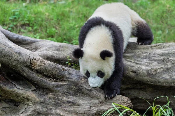 Giant Panda (Ailuropoda melanoleuca), China Conservation and Research Centre for the Giant Panda, Chengdu, Sichuan, China, Asia