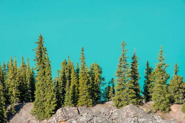 Trees on the shore of the turquoise glacial lake Peyto Lake, Banff National Park, Canadian Rockies, Alberta Province, Canada, North America