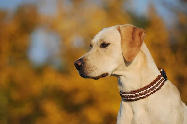 Labrador retriever, yellow, dog, portrait