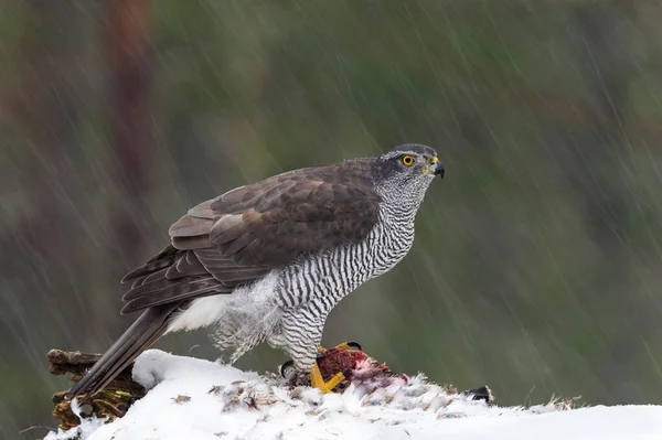 Nordlig Goshawk Accipiter Gentilis Med Byte Snöflurry Nord Trndelag Norge — Stockfoto